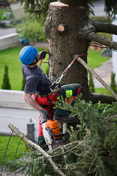 Best Fruit Tree Pruning  in USA